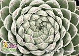 Sugar Shimmer Hens & Chicks - Sempervivum - Indoors/Out - 3.5