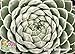 Sugar Shimmer Hens & Chicks - Sempervivum - Indoors/Out - 3.5" Pot -Chick Charms