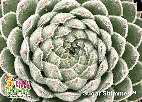 Sugar Shimmer Hens & Chicks - Sempervivum - Indoors/Out - 3.5