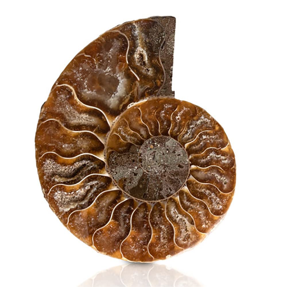 ANCLLO Ammonite Fossil Snail Specimen, Ammonite Fossil Specimen Shell Natural Stones and Minerals with Ancient History, Retro Style