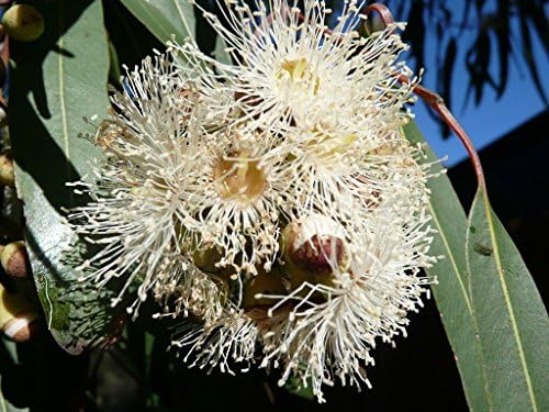 10 Seeds Corymbia citriodora Lemon-scented Gum Tree Ornamental