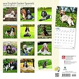 Image de English Cocker Spaniels 2018 12 x 12 Inch Monthly Square Wall Calendar, Animals Dog Breeds (Multilingual Edition)