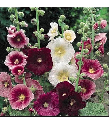 Blue Bacopa Hollyhock Seeds Perennial Flower ... - SHEIN A
