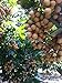 Fresh Longan Fruit (5lb)