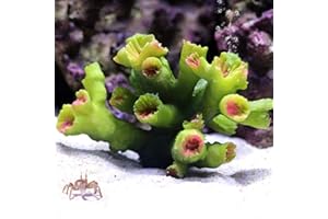 Danmu 1pc of Polyresin Coral Ornaments, Aquarium Coral Decor 2 7/10" x 2 7/10" x 1 9/10" for Fish Tank Aquarium Decoration