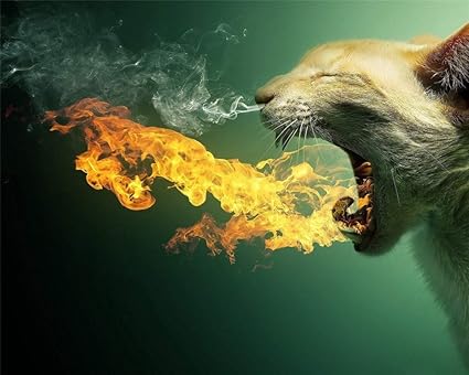 Diy Diamond Painting Peinture Au Numero 5d Gros Plan Du Chat Ejacule Les Yeux Fermes Animaux Styles Perceuse Carree 60x80cm Vous Aider A Reduire Le Stress Et A Etre Facile Amazon Fr Cuisine