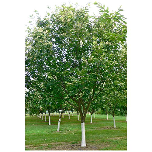 American Chestnut Tree - Hybrid - Castanea dentata X mollissima - Heavy Established - 2 Gallon Potted -1 Plant by Growers Solution - Thumbnail 3