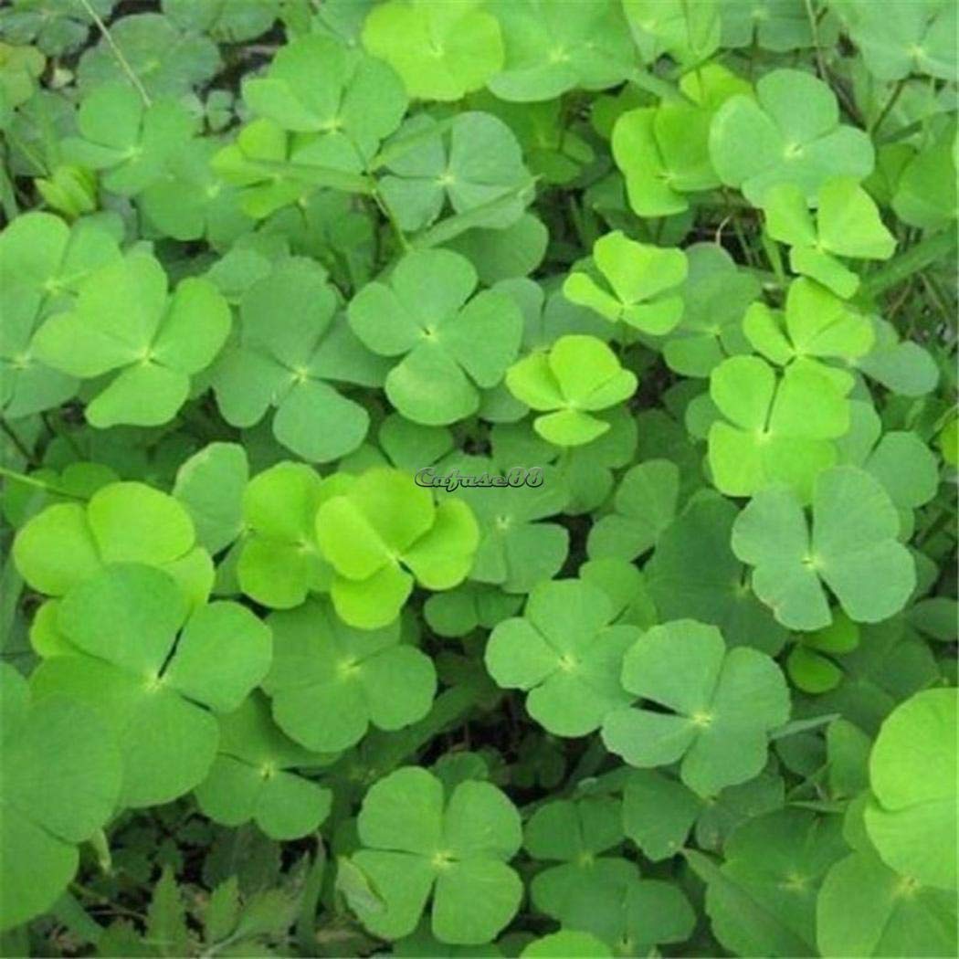 White Dutch Clover Seeds Four Leaf Clover Seeds Trifolium repens 50pcs