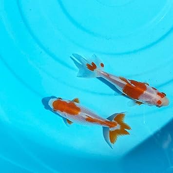 Amazon 生体 更紗和金 S 約5cm 7cm前後 3匹 国産 Emuwai Emuwai 生き物 通販