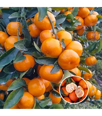 Amazon.com : 15 Seeds, Citrus Orange Seeds E166, Big and Super