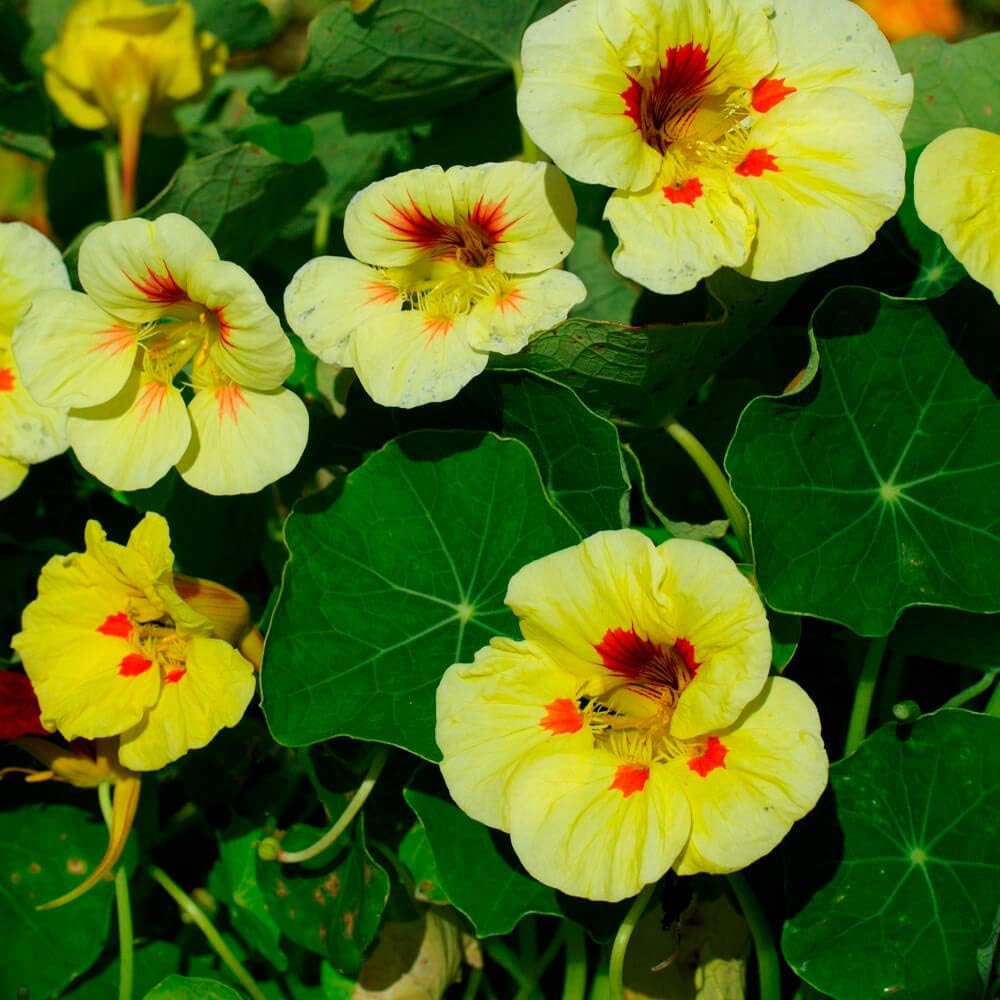 Outsidepride Tropaeolum Nasturtium Peach Melba Vine