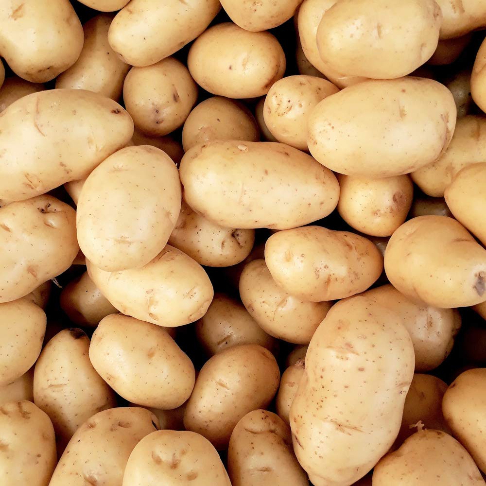 10 x Seed Potatoes Maris Peer White - Grows Wonderfully – Wedges Jacket Salad Boil Mash - for Your Home Garden