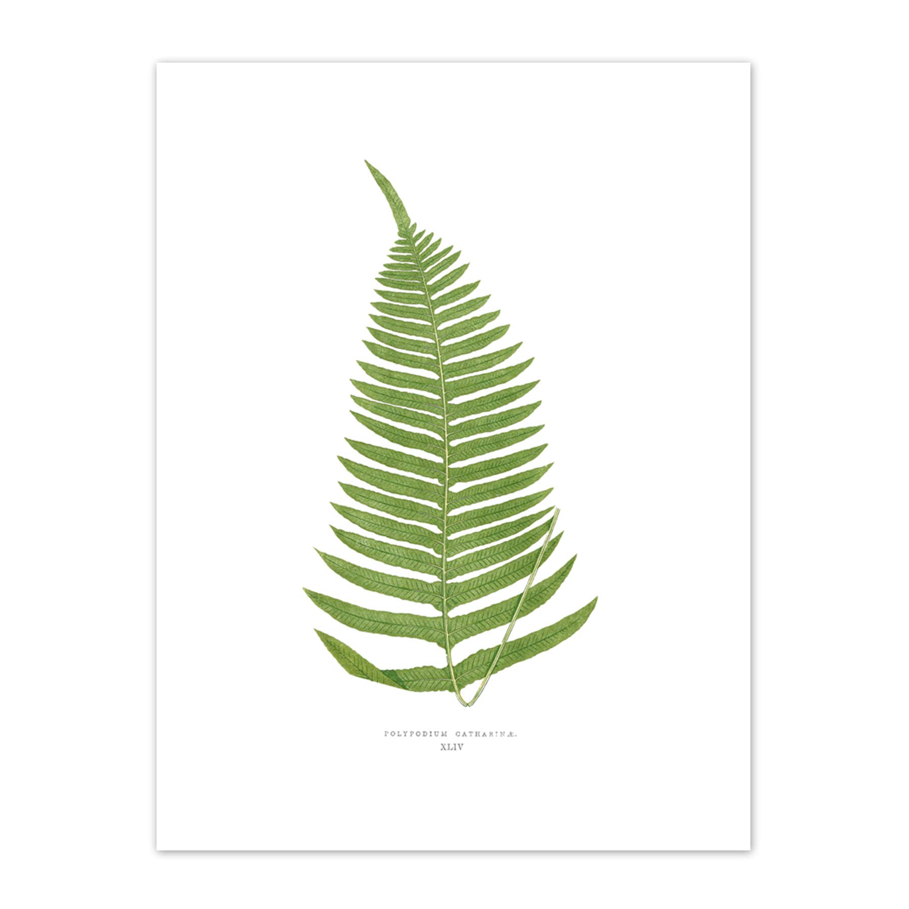 Wee Blue Coo Fern Polypodium Catharinae Art Print Canvas Premium Wall Decor Poster