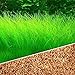ZEROYOYO Aquarium Plants Seeds Aquatic Double Leaf Carpet Water Grass, for Fish Tank Rock Lawn Garden Decoration (C)