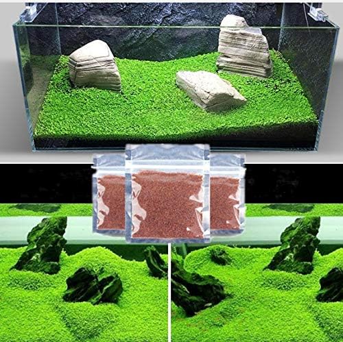 SEDD Aquarium Plant Seed Glossostigma Hemianthus Callitrichoides Easy Growing Aquarium Water Plant Grass Seed Fish Tank Lawn Decor