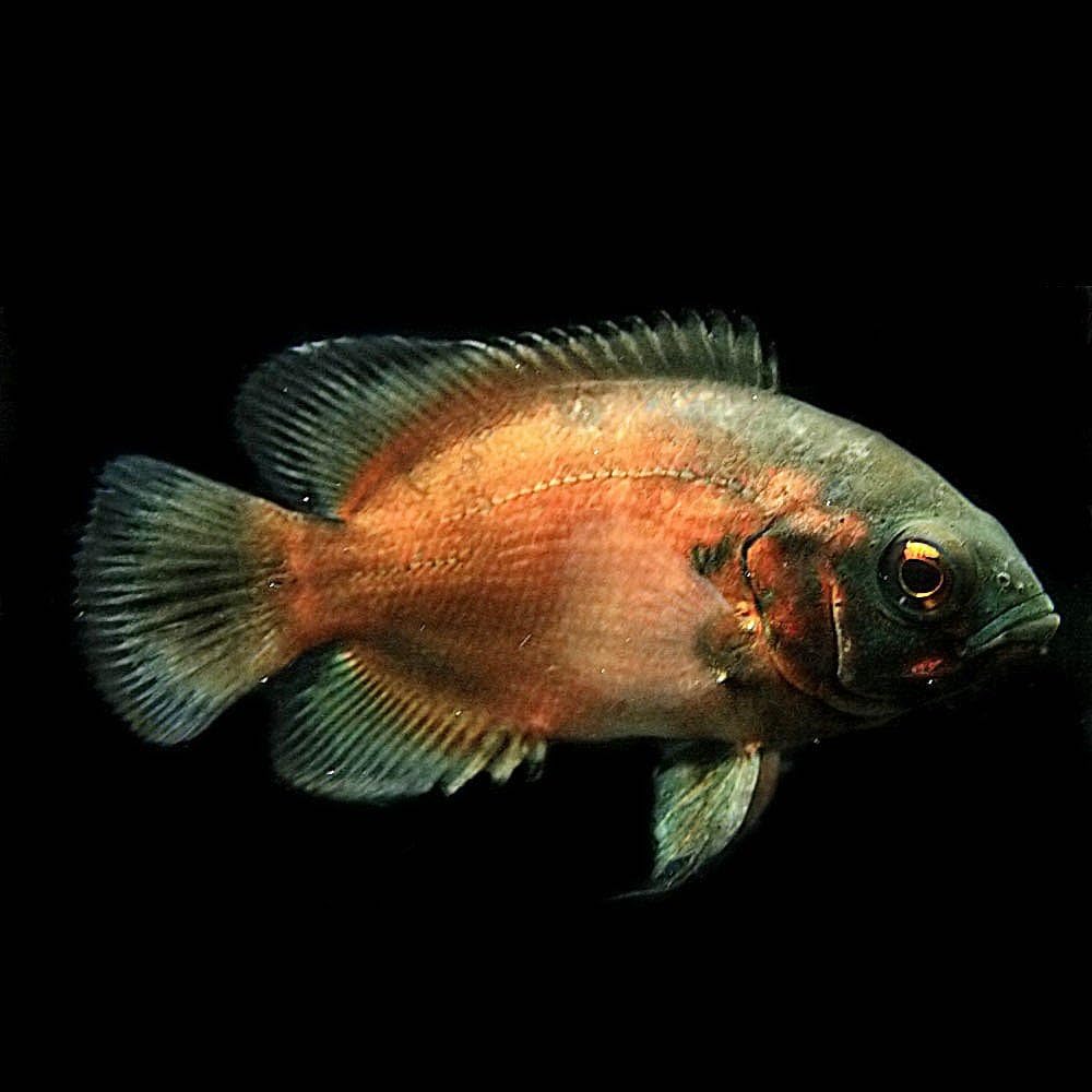 Amazon 熱帯魚 レッドオスカー 約4cm 1匹 生体 Swehoo 観賞魚 水中生物 通販