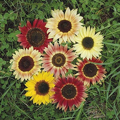 Organic Non-GMO Evening Colors Sunflower - OPEN-POLLINATED - Garden Flower Seed for Planting (price includes shipping)