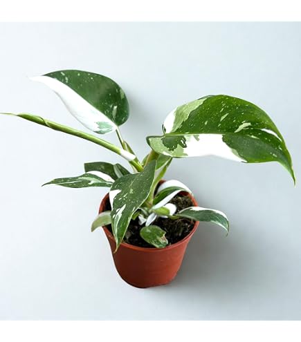 Amazon.com : Enchanting White Princess Philodendron - Live Starter Plant in  a 2 Inch Pot - Philodendron Erubescens White Princess - Extremely Rare and  Beautiful Indoor Houseplant : Patio, Lawn & Garden