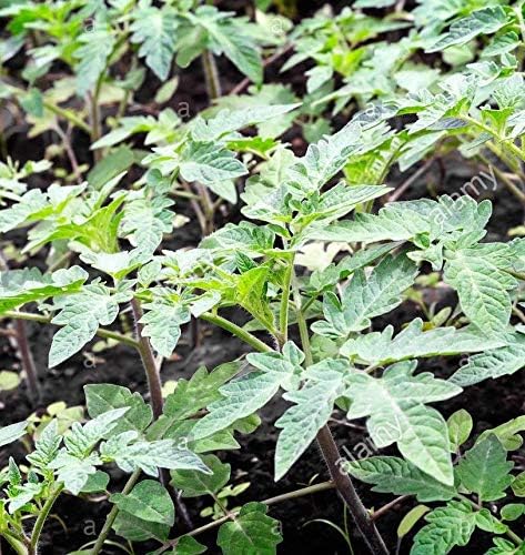 Portal Cool 2X Tomate Losetto Plantas Losseto Dulce Lossetto Tizón ...