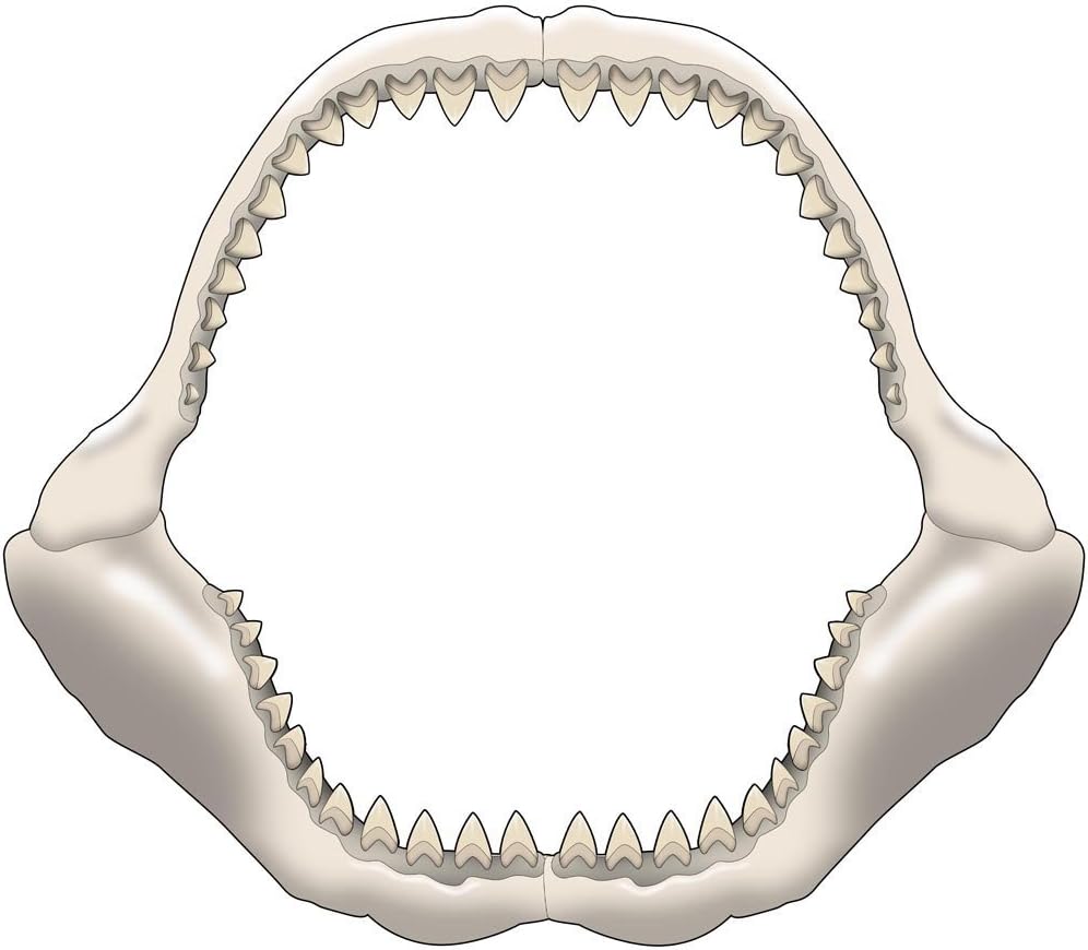 VWAQ Megalodon Jaws Fossil Wall Decal Ancient Giant Shark Mouth Peel & Stick Removable Decal (17" H X 20" W)