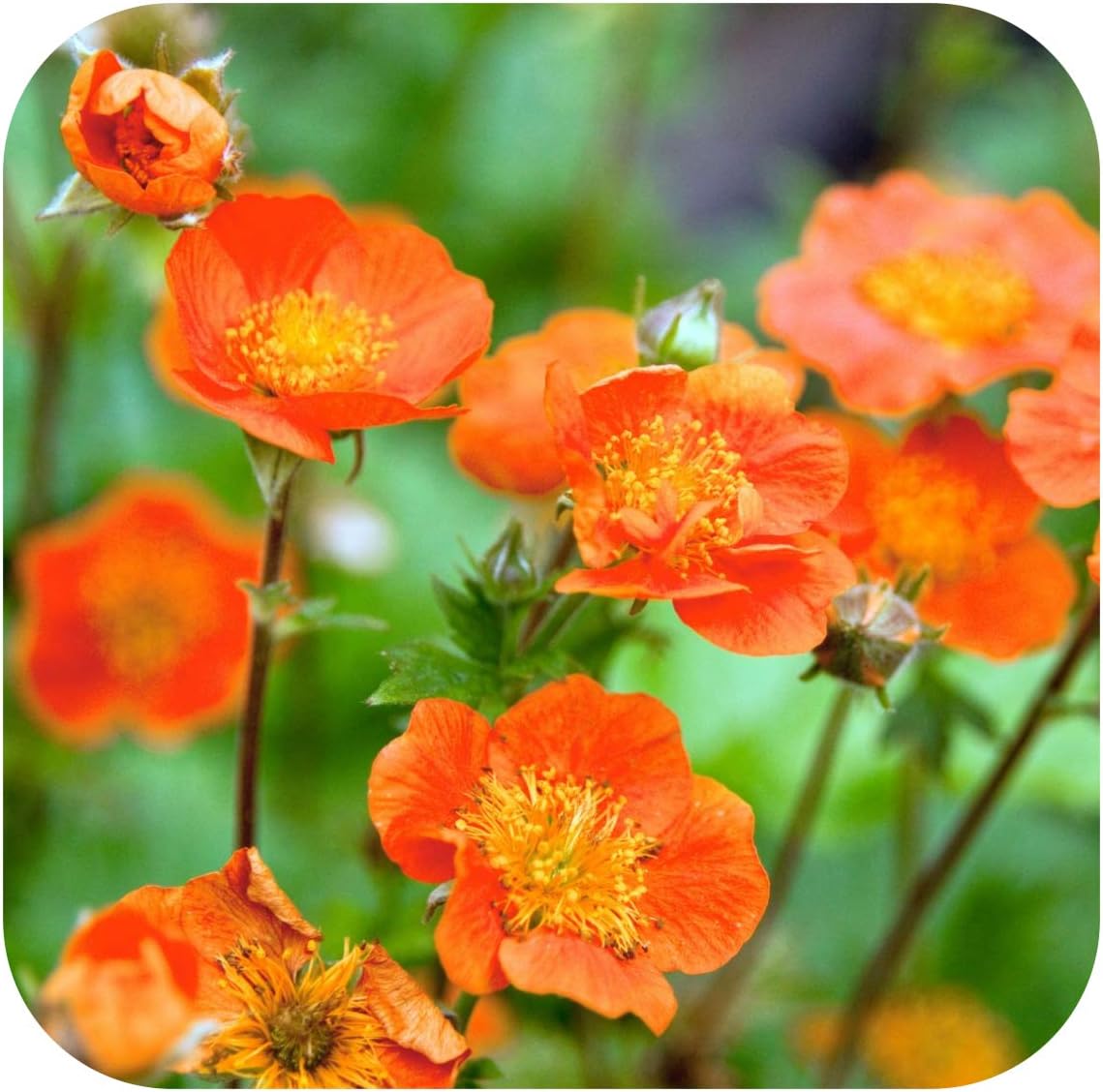 Geum coccineum 'Borisii Koi' x 12 Mini Plug Plants Perennials