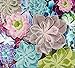 Diamond Art by Leisure Arts - Powered by Diamond Dotz - 5D DIY Diamond Painting Kit - Succulents Design