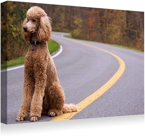 Amazon Co Jp 30x40cm アートパネル ポスター 湿気を防ぐ キャンバスアート インテリア 絵画 犬プードルカーリーロード アートフレーム 取り付けやすい 装飾軽くて取り付けやすい 壁掛け アート 装飾 壁絵 Generic