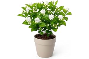 Jasmine Flower Plant – Live 14–18 Inch White Jasmine Flower Seedling (1 Plant per Pack), Fast-Growing Fragrant Indoor/Outdoor