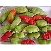 Trinidad Pimento Pepper Seeds a.K.a.Seasoning Pepper (C.chinense) Very Tasty!(30 Seeds)