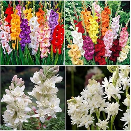 FernsFly IMP. Gladiolus Flower Bulbs + Rajnigandha Flower Bulbs Combo Aromatic Flower Bulbs Pack Home Outdoor Gardening Flowers Blooming planting Pack of 5 ( 5 Gladiolus + 5 Rajnigandha)