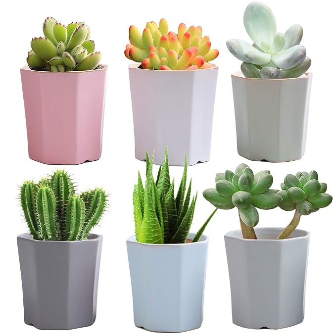 LUCKEGO - Maceta de cerámica con forma hexagonal para cactus ...