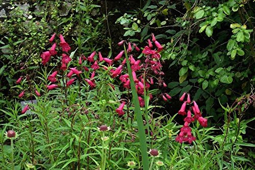 Penstemon 'Andenken an Friedrich Hahn' : a garden tested, hardy perennial plant supplied in a half litre pot