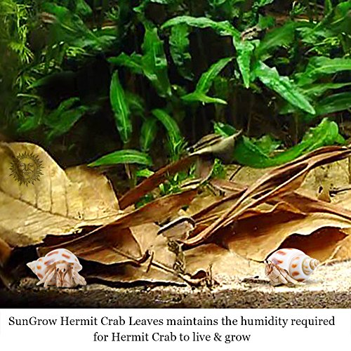2 Hermit+Crab+Leaves+pcs+Organically