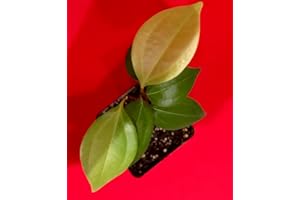 ROJAX Ceylon Cinnamon Cinnamomum zeylanicum Starter Plant Potted Tree Spice Tea