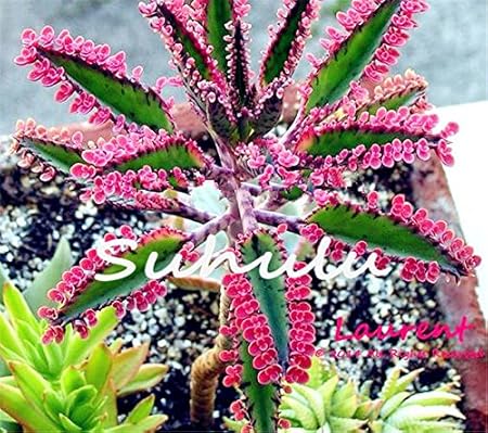 25 Rare Dark Blue Kalanchoe Seeds Succulent Flower Home Exotic Plant