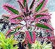 25 Graines Rares Kalanchoe Bleu Foncé - Dark Blue Kalanchoe - Plante Exotique Jardin Esotico Facile