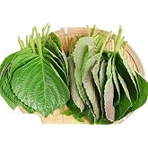 200ct+ Perilla Seeds,Non GMO Seed for Sprouting, Heirloom Vegetable Seed for Planting. Great Hydroponic Seeds for Pods(Egoma/Sesami Herb Seed #2,Perilla Shiso Seed紫苏,Green-1g)
