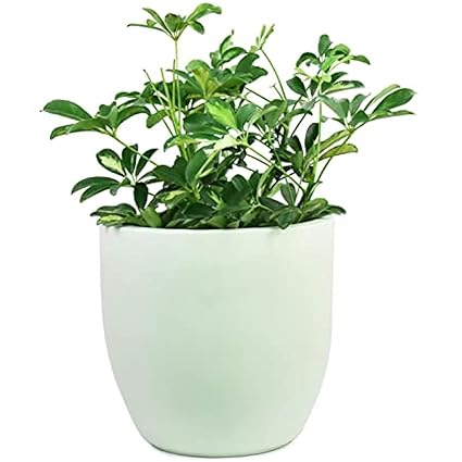 Duglu Reinforced Fiber Glass White Pots for Indoor Plants, Planters, Flower pots, Gamla for Indoor or Outdoor, Balcony, Home, Garden, Office Decor, & Succulent Pot (Width:11.5 Inch, Height:11.5 inches)