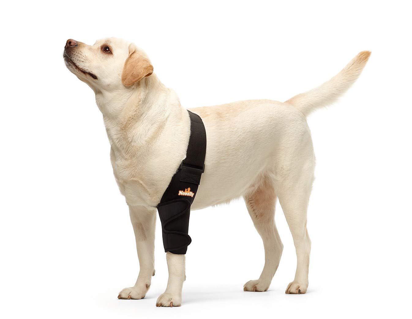 NeoAlly Dog Elbow Brace Protector Pads for Canine Elbow and Shoulder Support Elbow Hygroma, Dysplasia, Osteoarthritis, Elbow Calluses, Pressure Sores and Shoulder Dislocation (Left Medium)