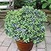 Top Hat Dwarf Blueberry - Live Plant - Quart Pot