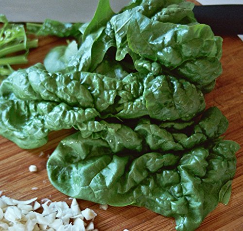 Bloomsdale Savoy Heirloom Variety Organic Spinach Seeds, 200+ Seeds