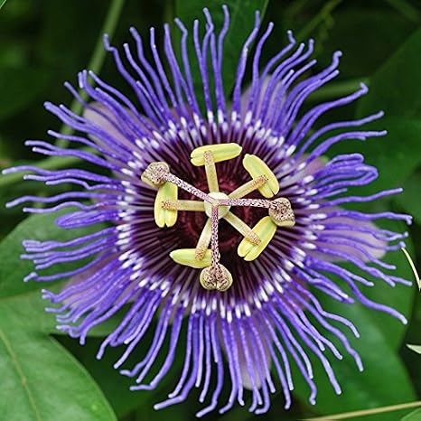 Passiflora Purple Haze Passiflore Grimpante Mauve