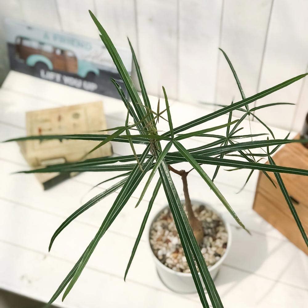 Amazon Co Jp 観葉植物 ボトルツリー ブラキキトン ルペストリス 5号鉢 受け皿付き 育て方説明書付き Brachychiton Rupestris コーデックス オージープランツ ホーム キッチン