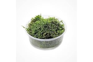 SubstrateSource Christmas Moss Live Aquarium Plant - Freshwater Fish Tank Decorations for Natural Aquatic Décor (Large Cup)