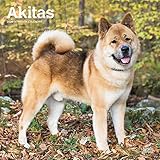 Akitas 2020 12 x 12 Inch Monthly Square Wall Calendar, Animals Dog Breeds (English, Spanish and Fren by 