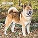 Akitas 2020 12 x 12 Inch Monthly Square Wall Calendar, Animals Dog Breeds (English, Spanish and Fren by 