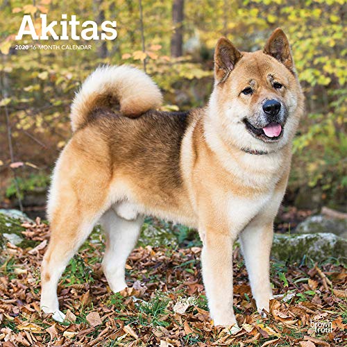 [D0wnl0ad] Akitas 2020 12 x 12 Inch Monthly Square Wall Calendar, Animals Dog Breeds [T.X.T]