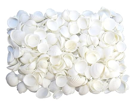 Quality Selected Seashells Approx 1200 Shells Clamrose Small