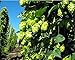 Willamette Beer Hops Vine - Humulus - Grow your own Beer - 2.5