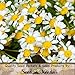 250 Seeds, OG Feverfew Herb (Tanacetum parthenium) Seeds By Seed Needs